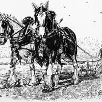 Pair of Shire Horses 2